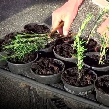 ¿Cómo cultivar romero de gajo?