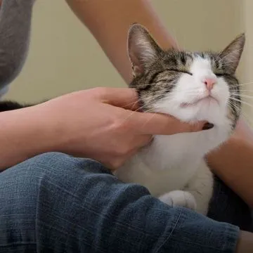 Terapias curativas con el ronroneo del gato
