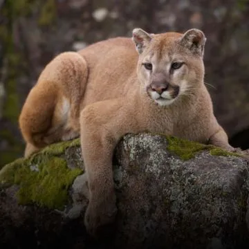 El equipo conformado por unas 35 personas cuenta con dardos tranquilizantes, y una vez que intercepten al puma, prevén colocarle un collar rastreador.