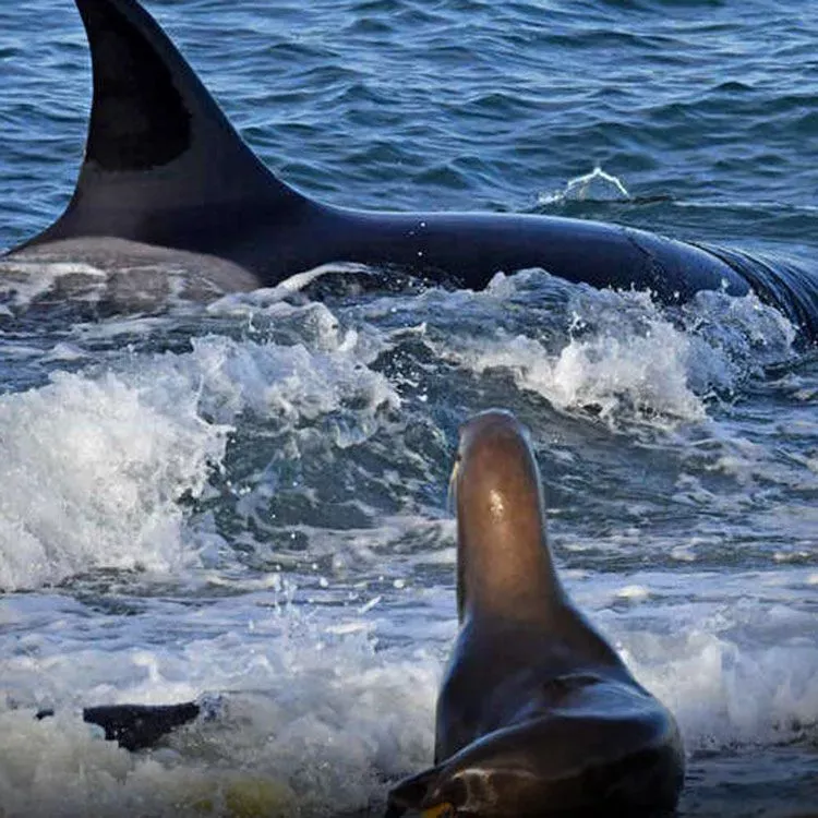 El ataque de orcas a lobos marinos, el nuevo imán para turistas y científicos en la Patagonia