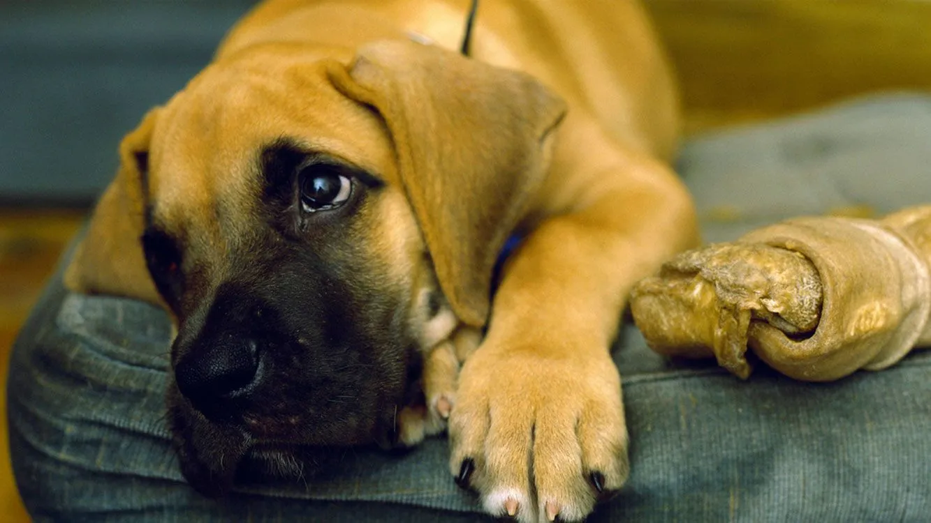 "La salud mental de los animales no tiene nada que ver con enfermedades, sólo están manifestando las emociones de la forma en que han sido tratados”. 