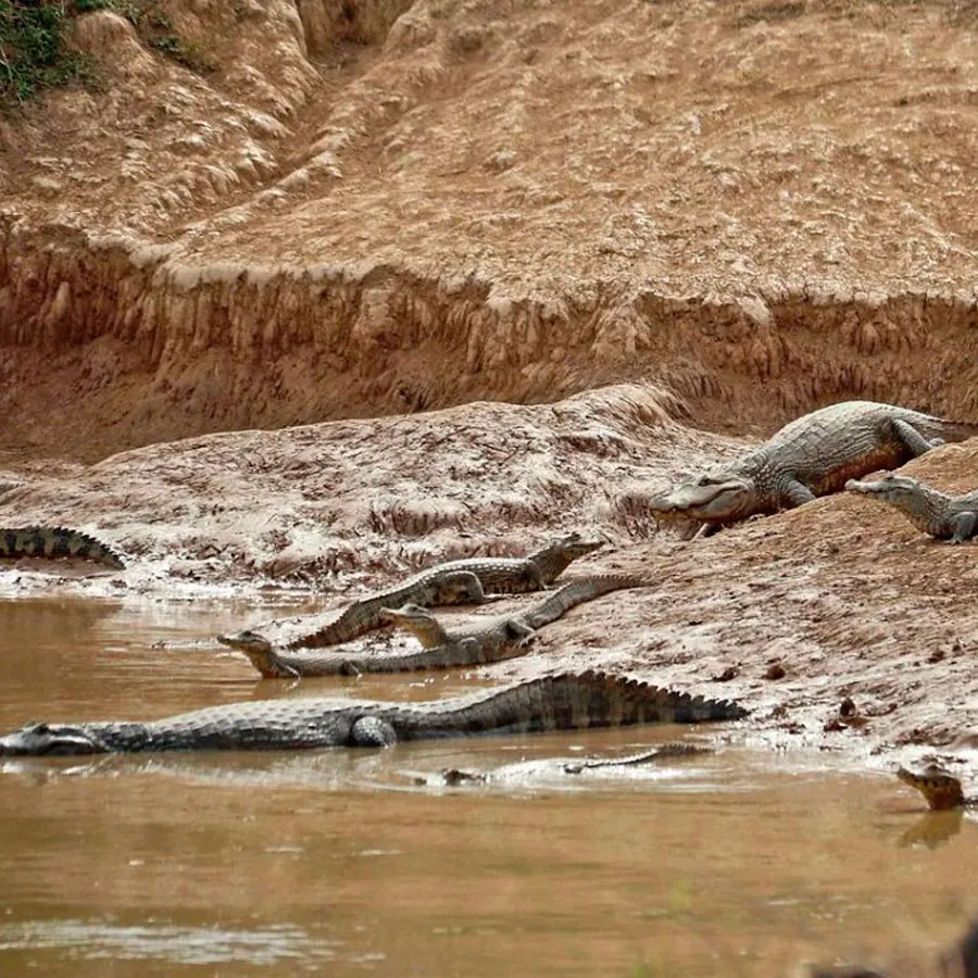 La sequía del Río Pilcomayo afecta a flora y fauna de la región.