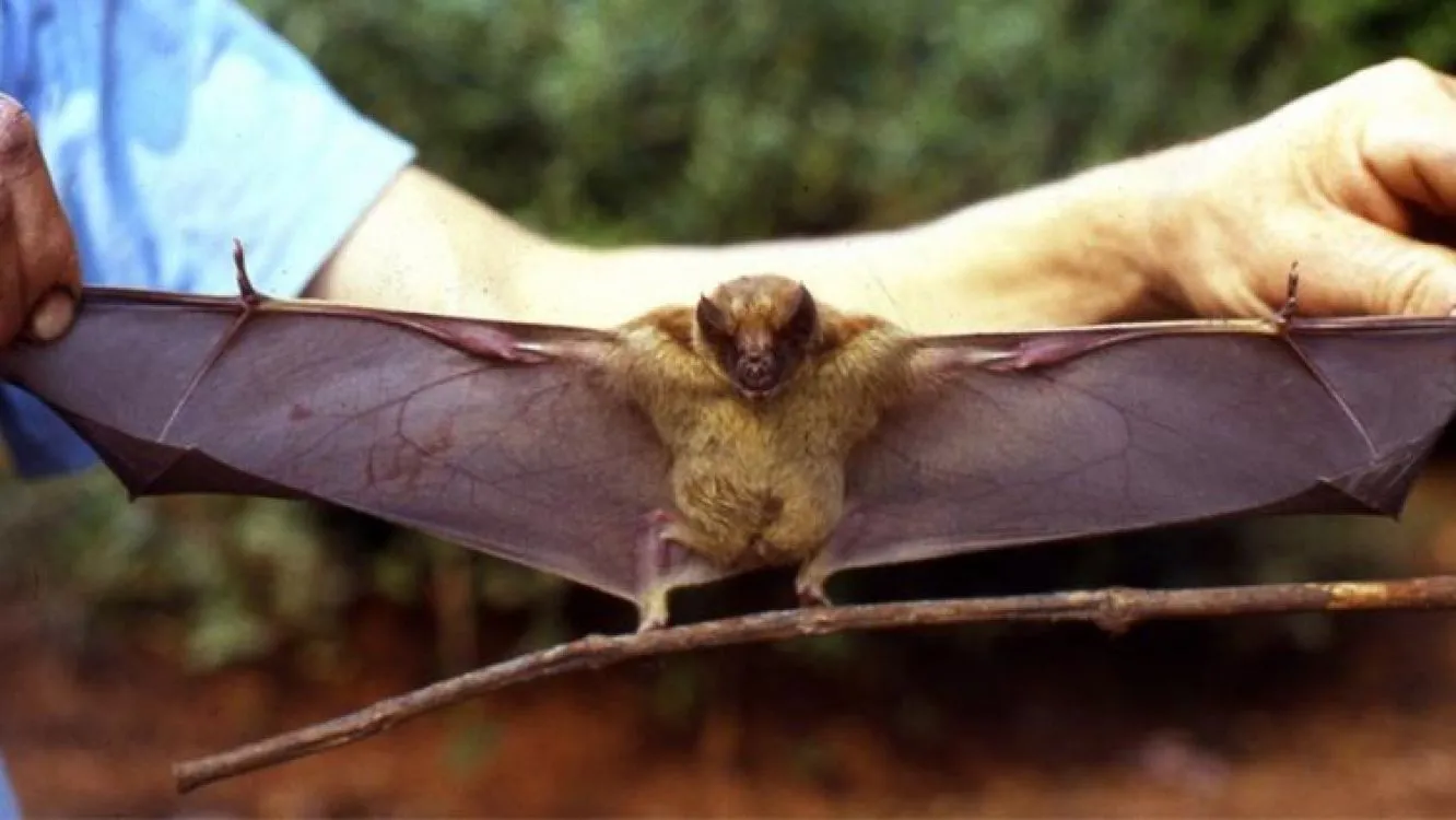 Vampiros vuelven a atacar al ganado en el norte de Córdoba