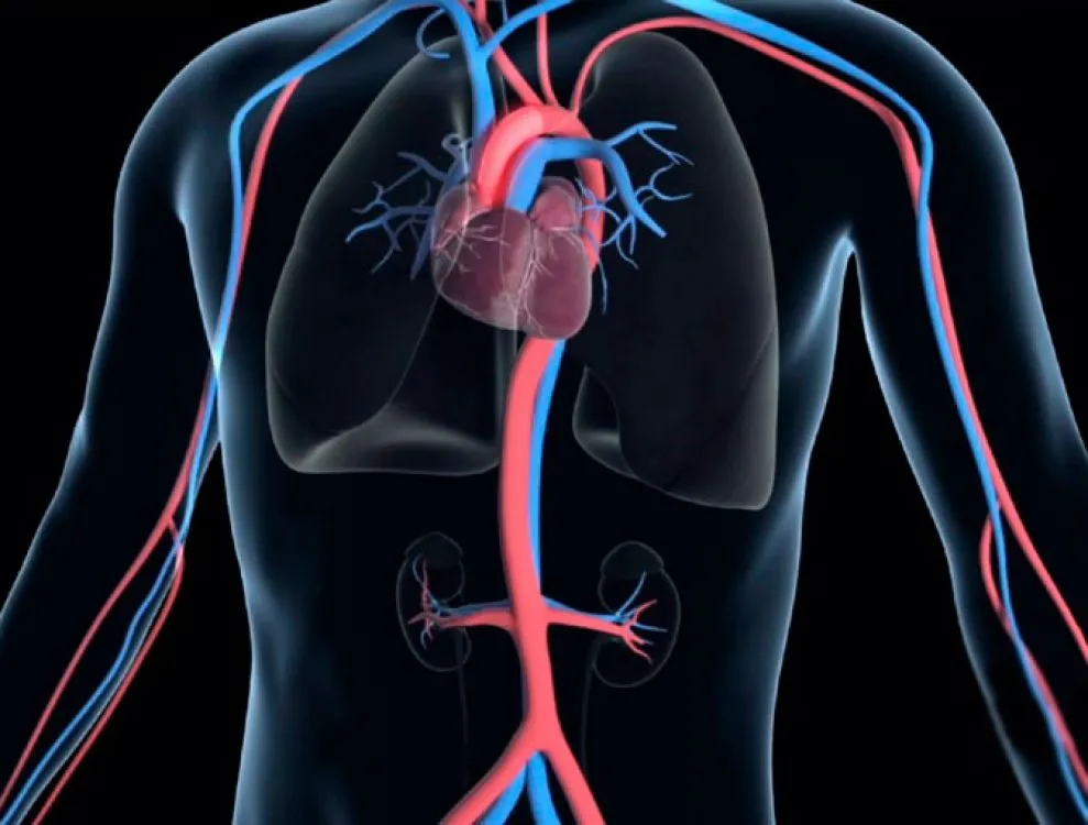 Una alimentación adaptada a este cuadro clínico puede ser de gran ayuda y tal vez un método natural para destapar las arterias.