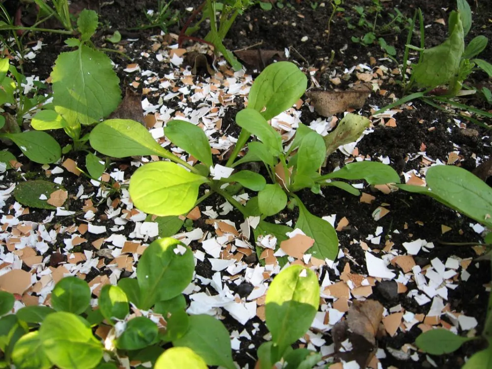 ¿Por qué echar cáscaras de huevo a las plantas?