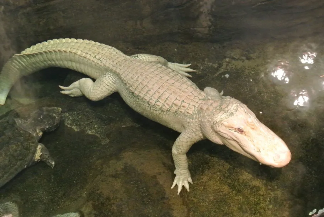 ¡Estos son los animales más caros del mundo!