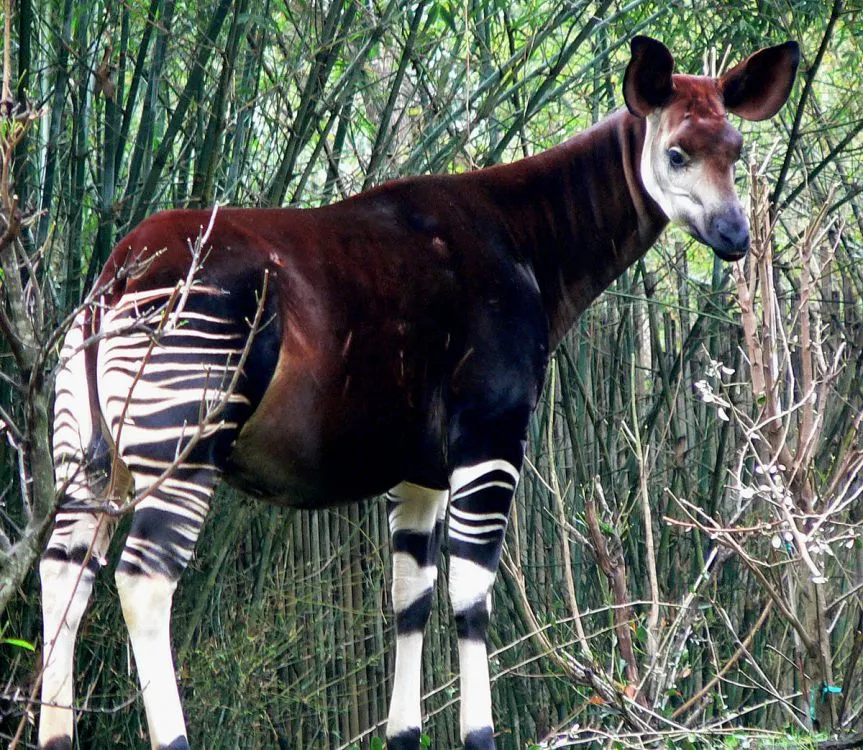 ¡Estas son las cinco razas de animales que de seguro no conocías!