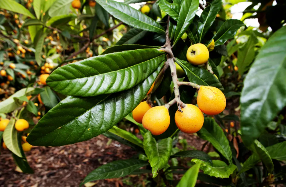 Las fabulosas propiedades del Té de Níspero