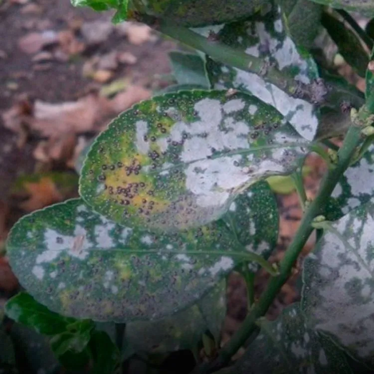 ¿Cómo fabricar un fungicida casero para las plantas?