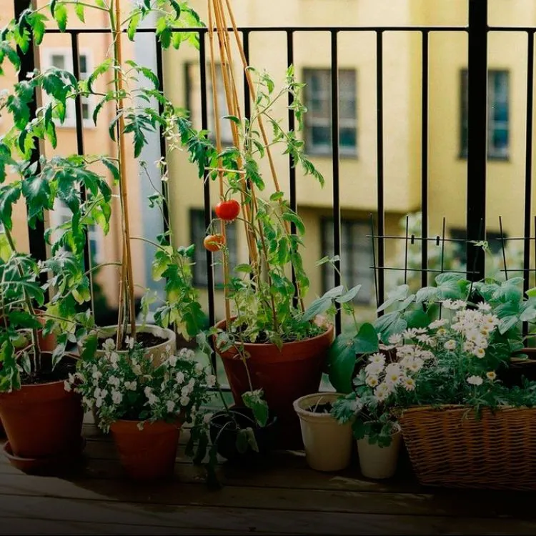 Algunas plantas tienen la capacidad de hacer fluir la energía positiva donde las coloques.